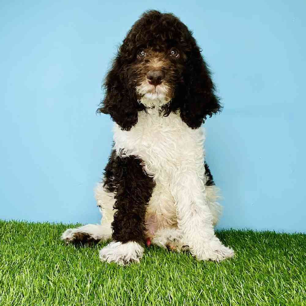 Male Standard Poodle Puppy for sale