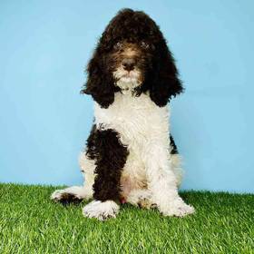 Standard Poodle