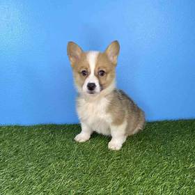 Pembroke Welsh Corgi
