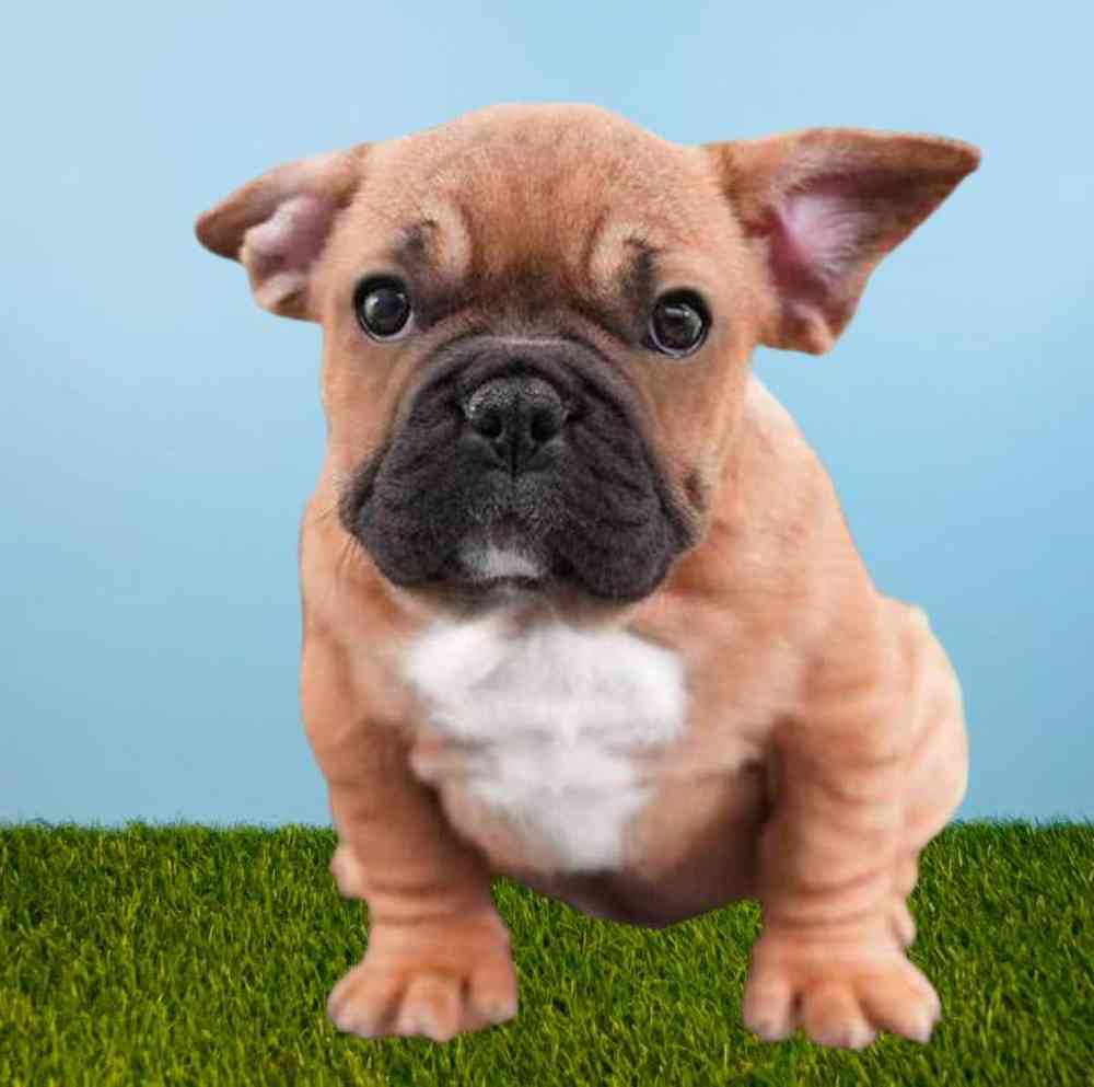 Male French Bulldog Puppy for Sale in Meridian, ID