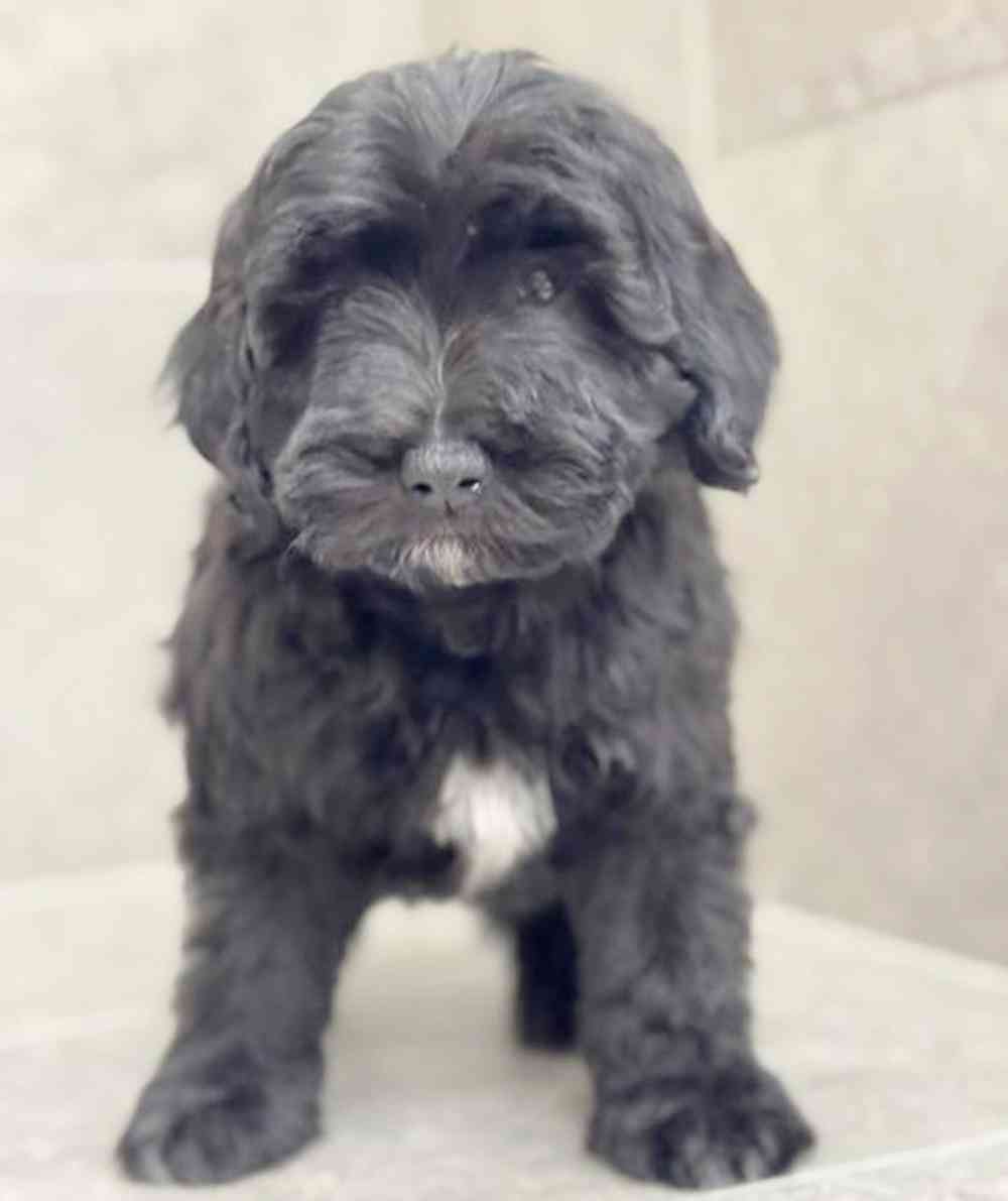 pet breed image