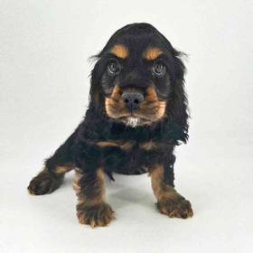 Cocker Spaniel