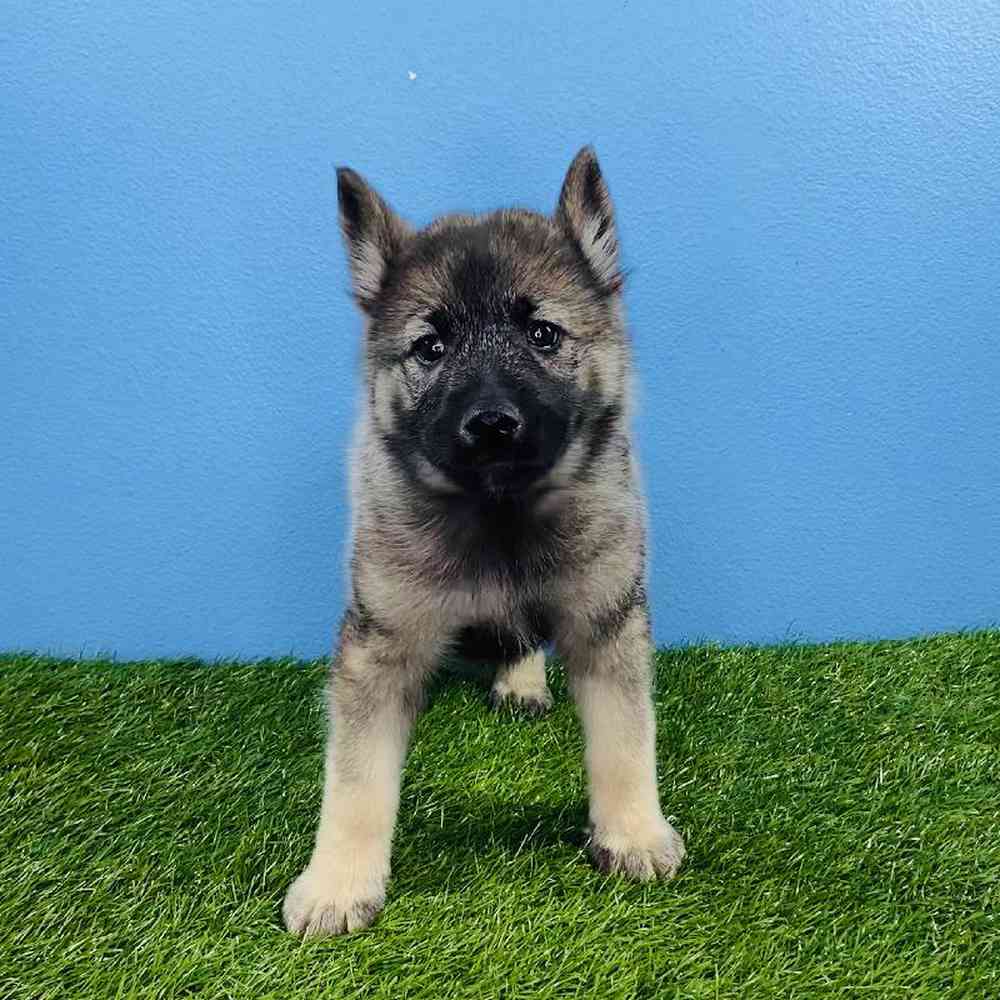Male Norwegian Elkhound Puppy for sale