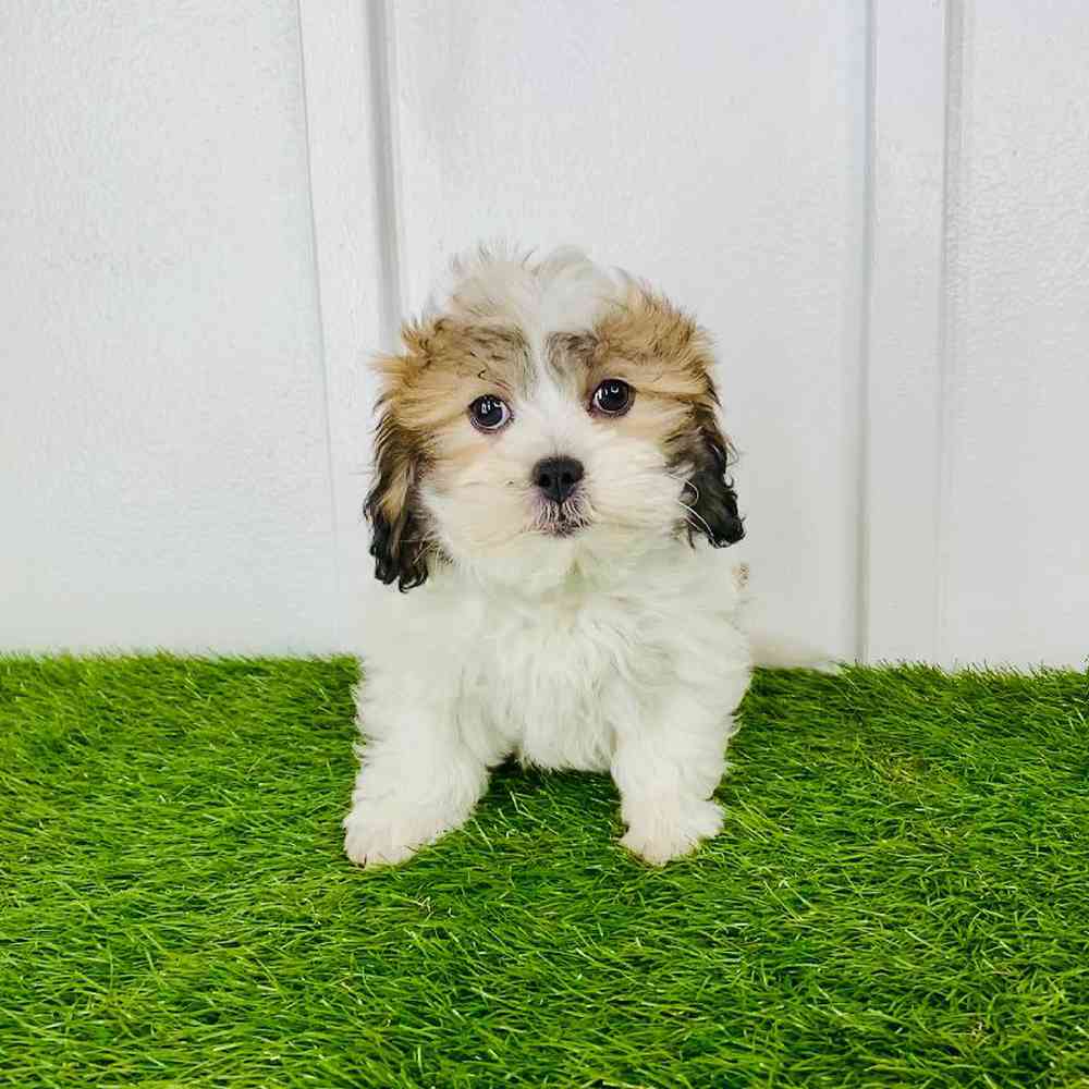 pet breed image