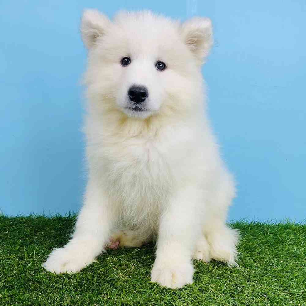 Female Samoyed Puppy for sale