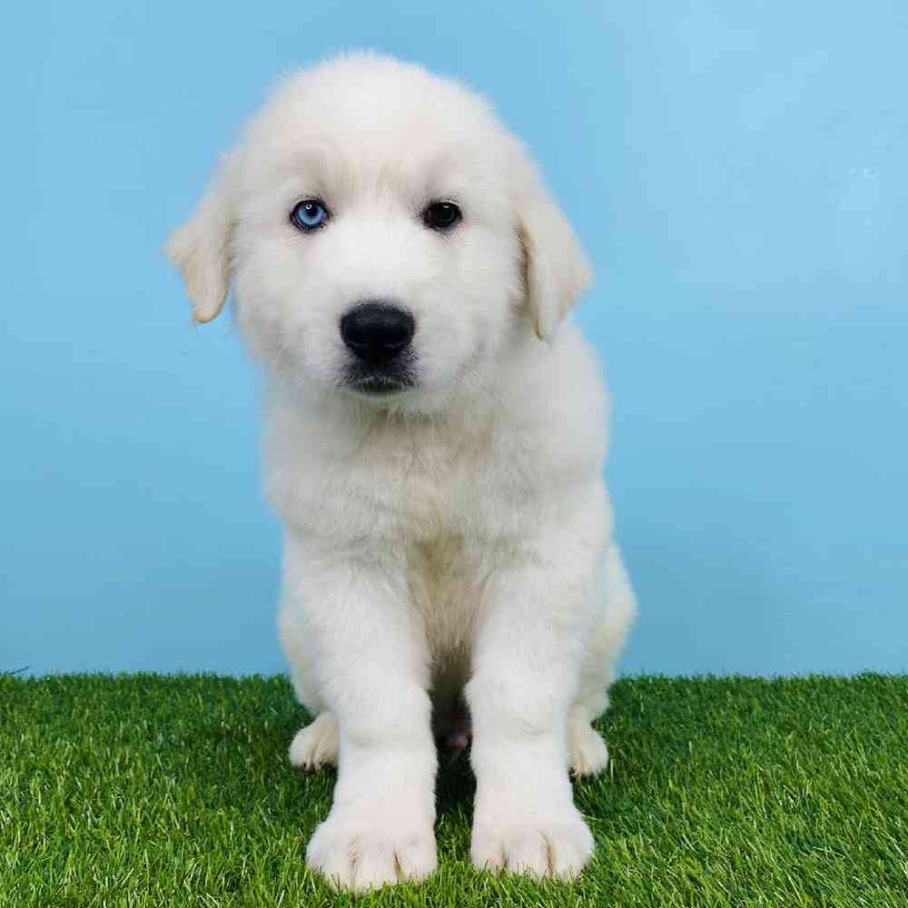Male Great Pyrenees Puppy for sale