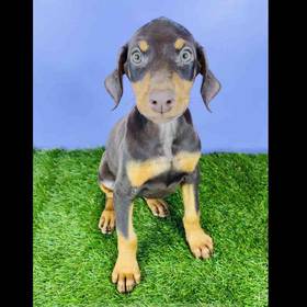 Doberman Pinscher