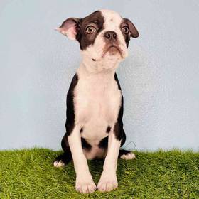Boston Terrier