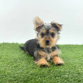 Maltese/Silky