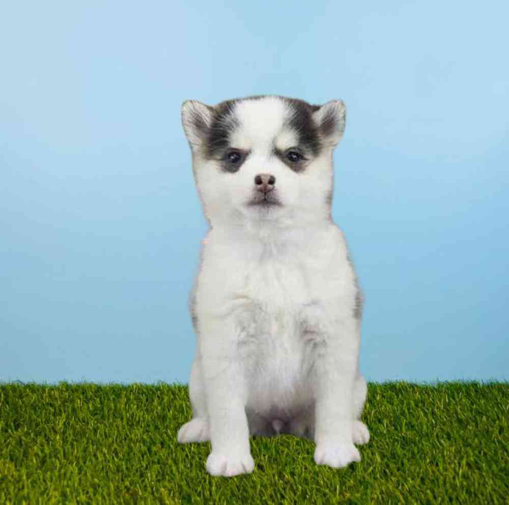 Pomsky/Alaskan Klee Kai