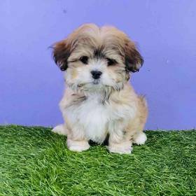 Lhasa Apso