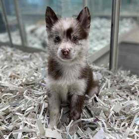 Pomsky