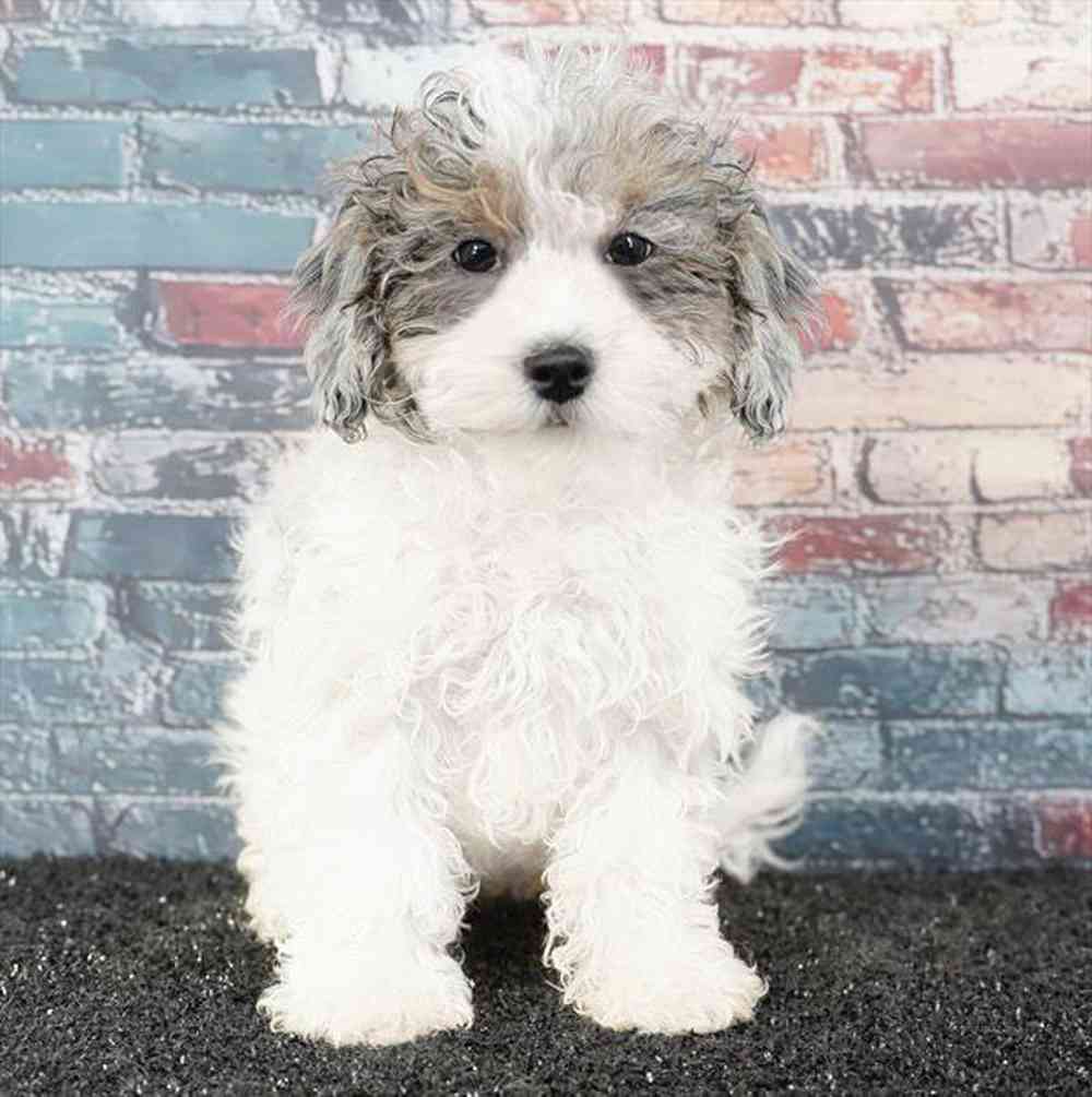 Information on Poodle Puppies for Sale in Ada County, Idaho