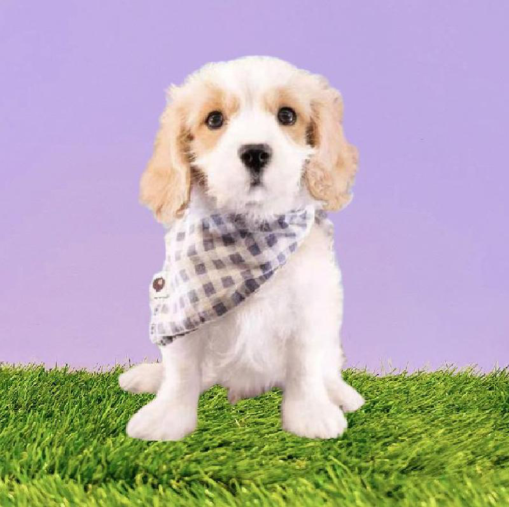 Male Cavachon Puppy for sale