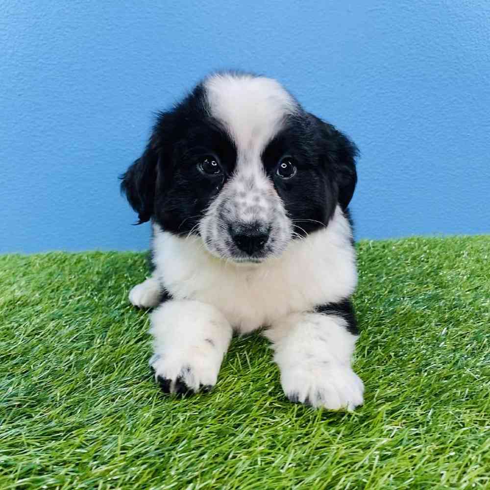 Male Mini Australian Shepherd Puppy for sale