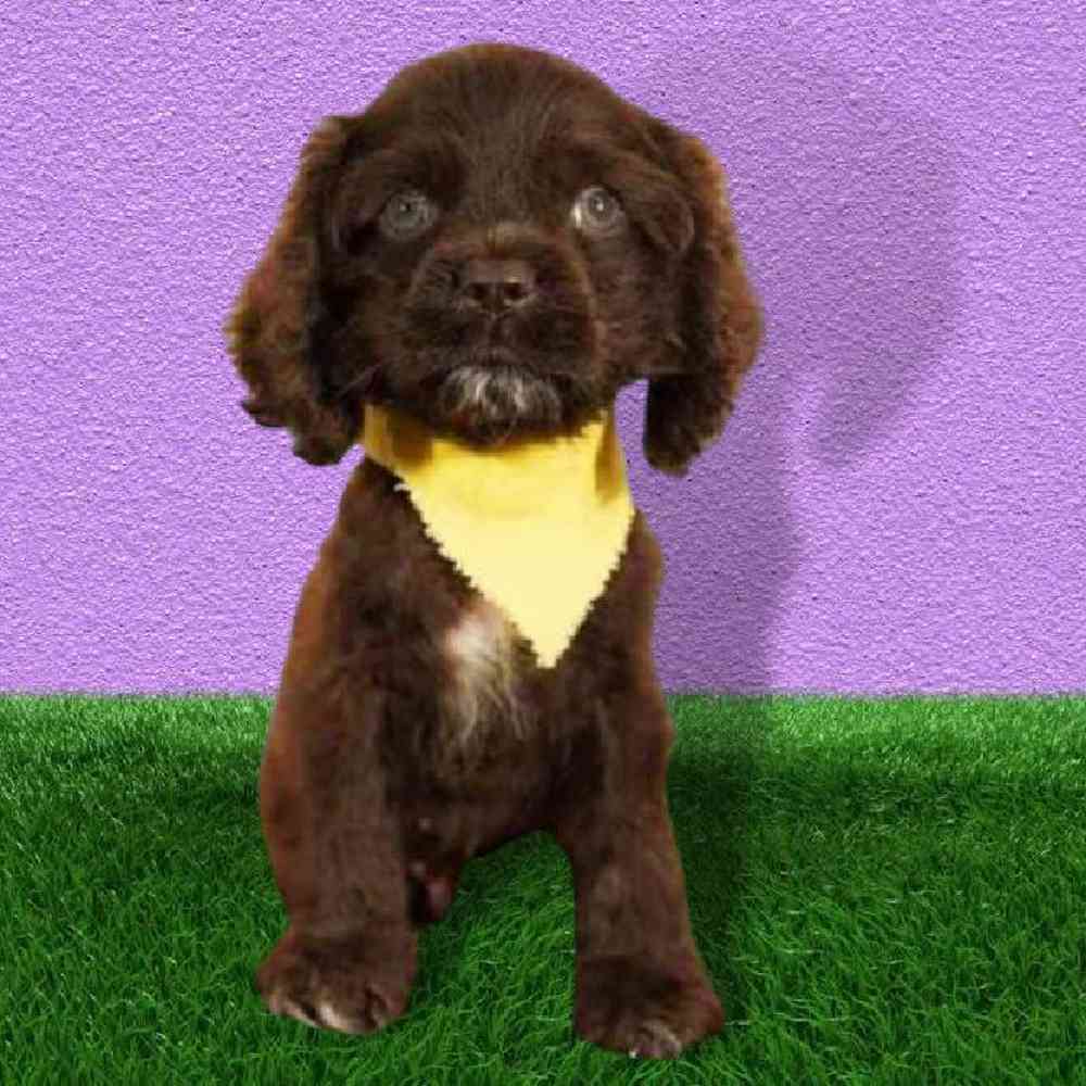 Male Cocker Spaniel Puppy for sale