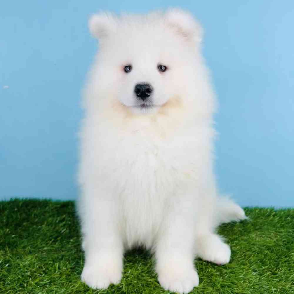 Male Samoyed Puppy for sale