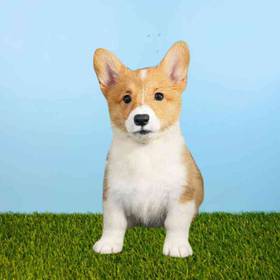 Pembroke Welsh Corgi