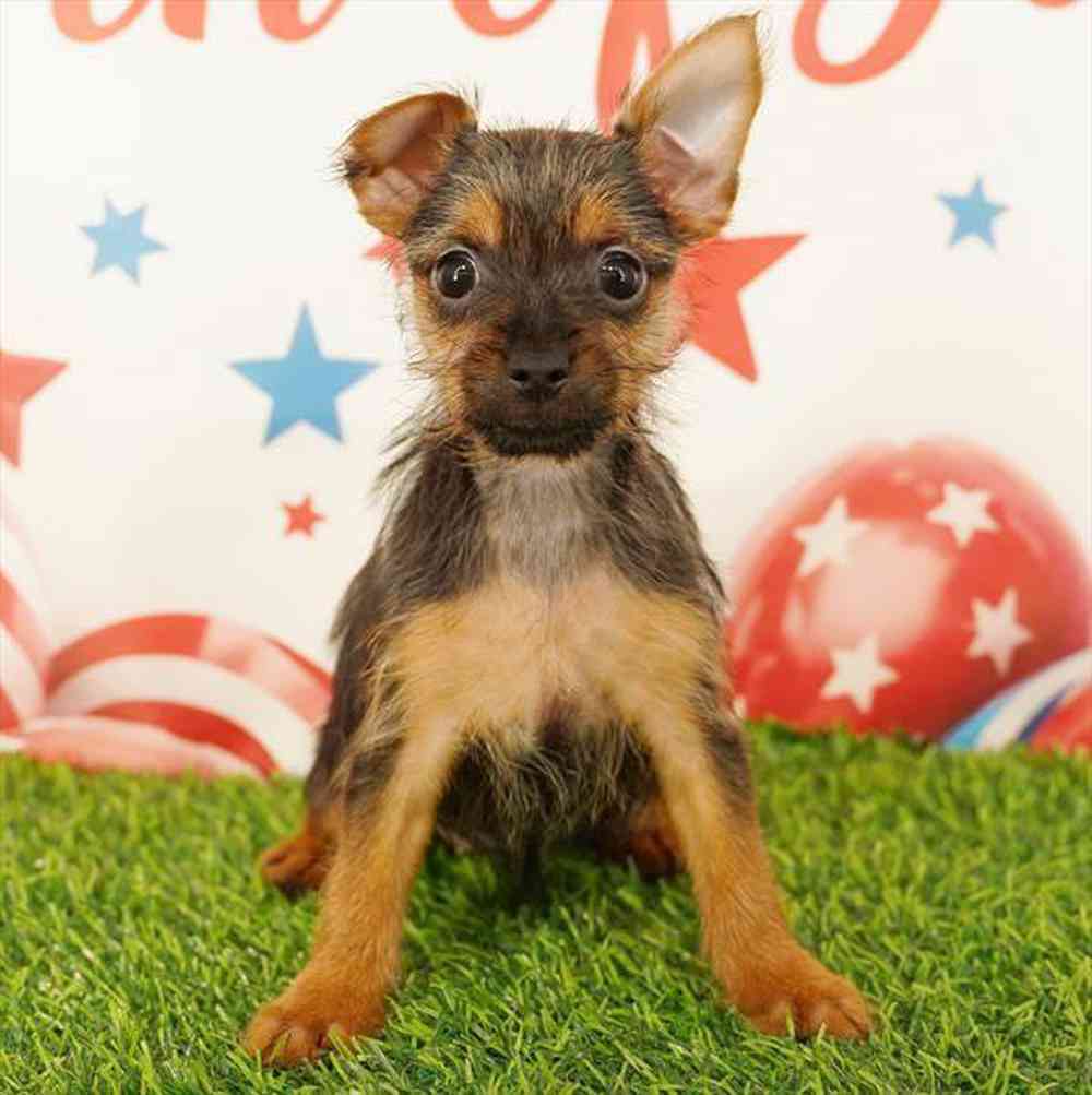 pet breed image