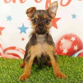 Silky Terrier