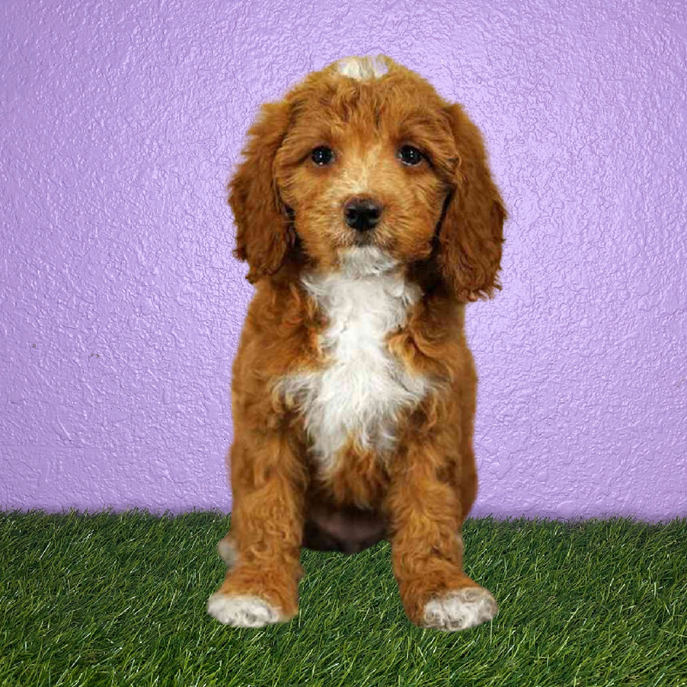 Cavapoo Puppies for Sale New Braunfels