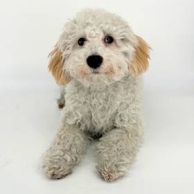 Poodle