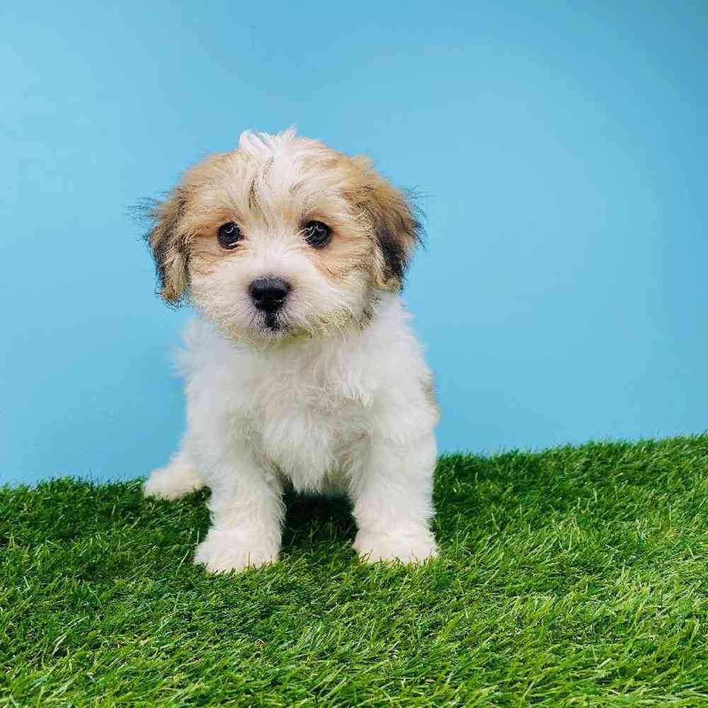 Male Havanese Puppy for sale