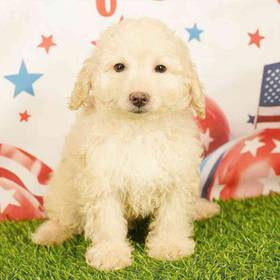 Poodle