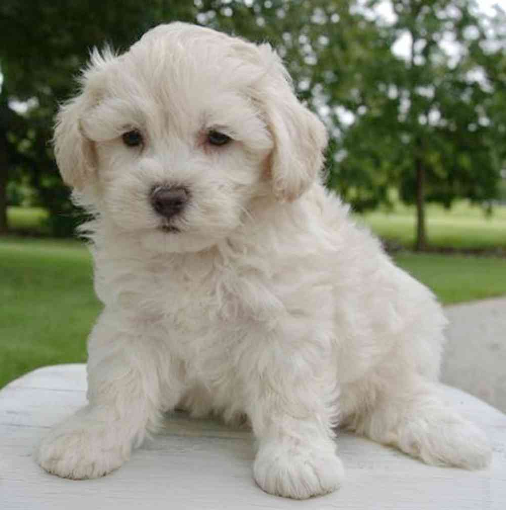 Maltipoo Puppies for Sale - Meridian