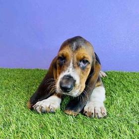 Basset Hound