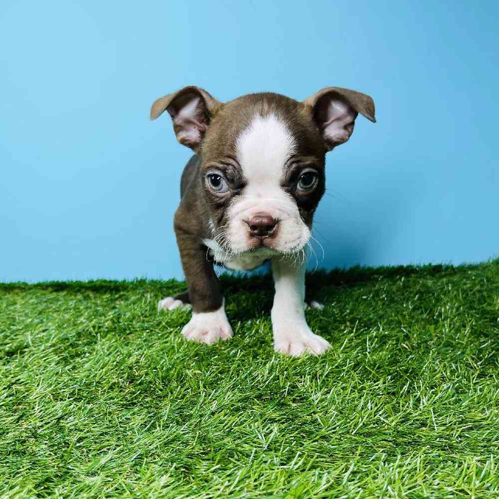 Male Boston Terrier Puppy for sale