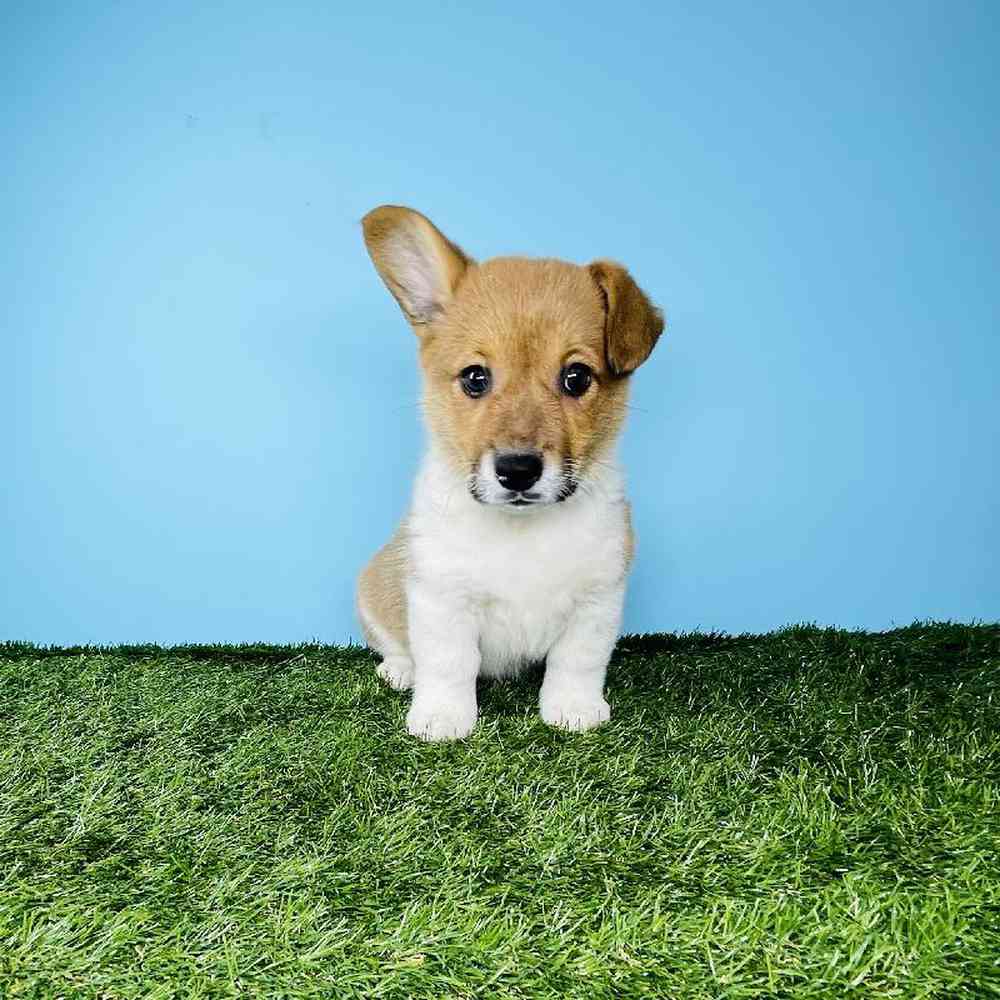 Female Pembroke Welsh Corgi Puppy for sale