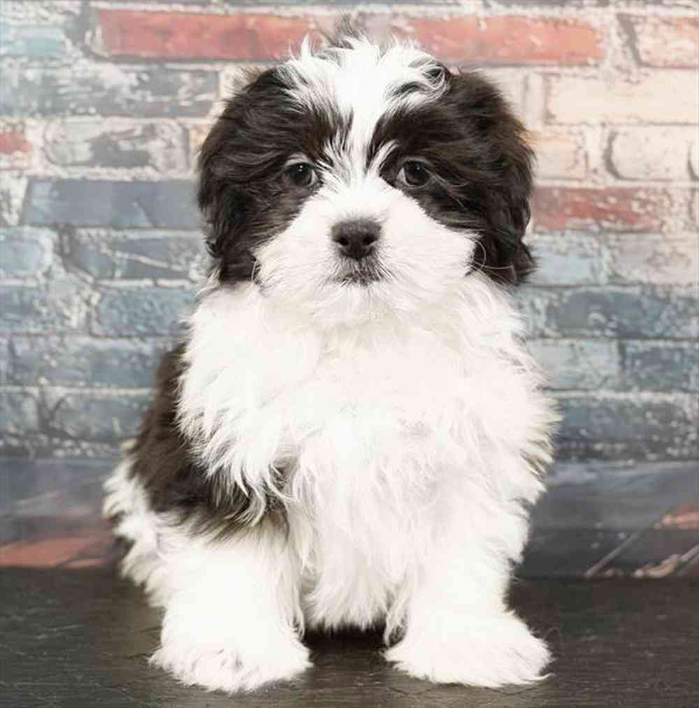 shizu Mini Perfect Petzzz Shih Tzu – Stevenson's Toys & Games