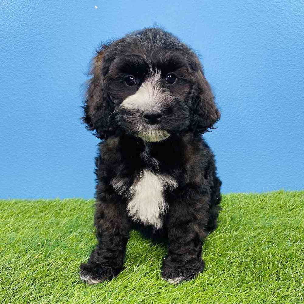 Male CockADoodle Puppy for sale