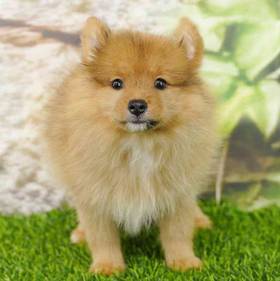 Pomeranian