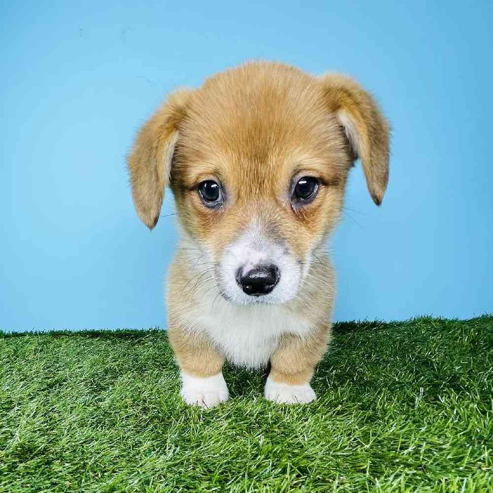 Male Pembroke Welsh Corgi Puppy for sale