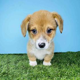 Pembroke Welsh Corgi