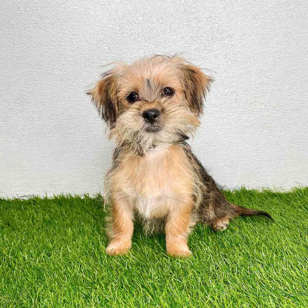 pet breed image