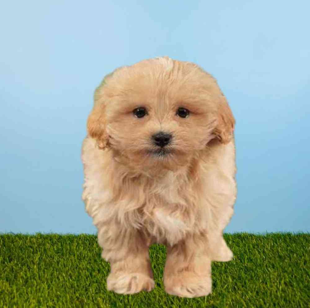 Peke-a-poo