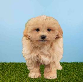 Peke-a-poo