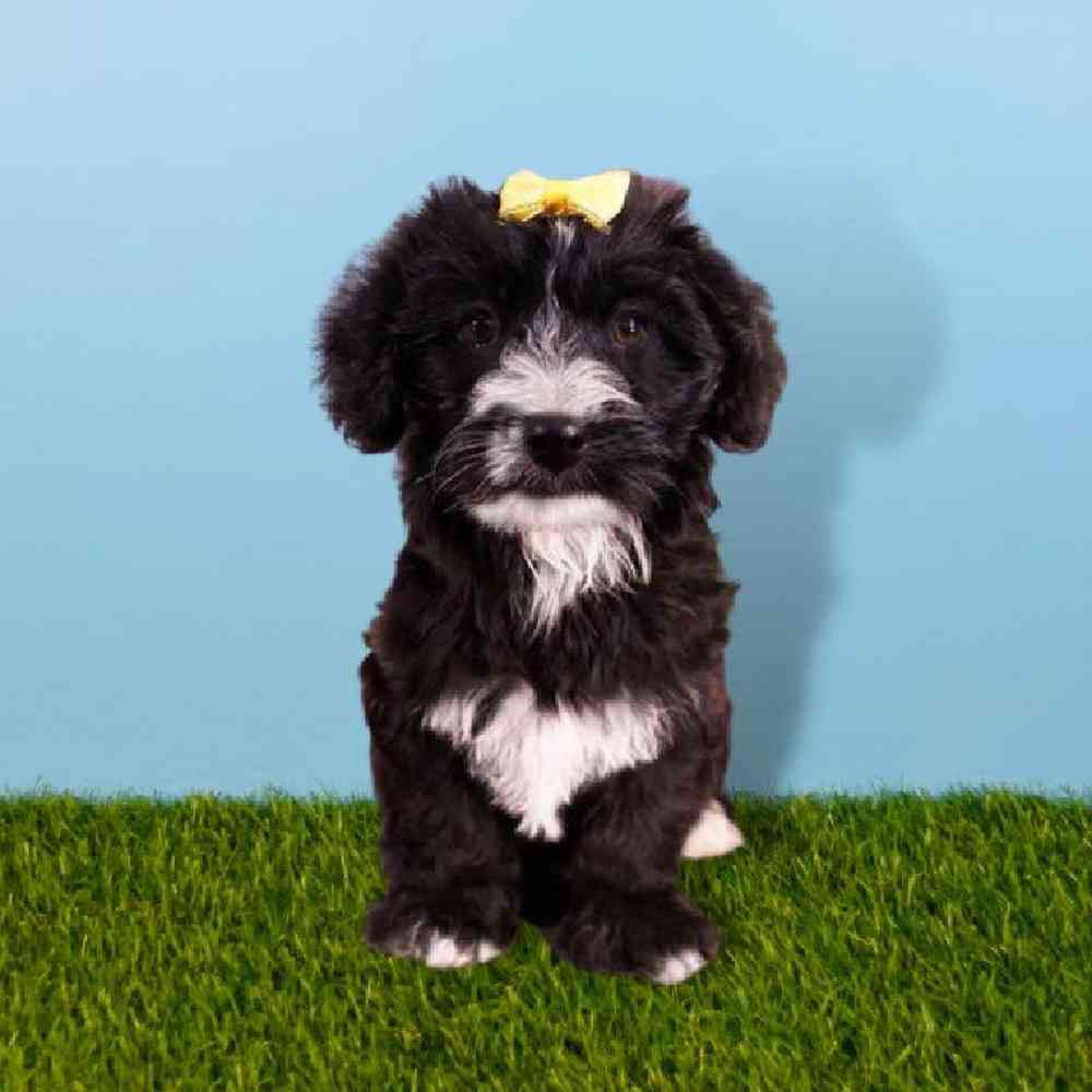 Female Yochon Puppy for sale