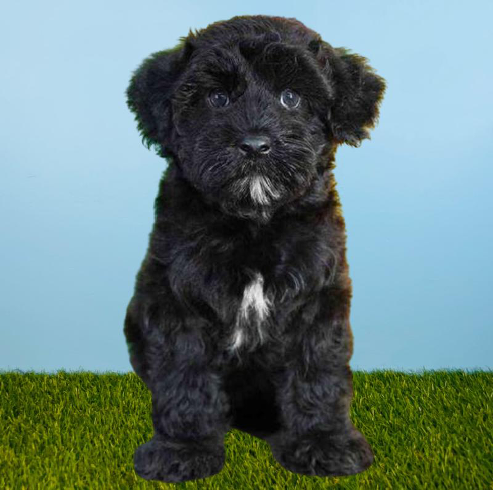 Male Whoodle Puppy for sale