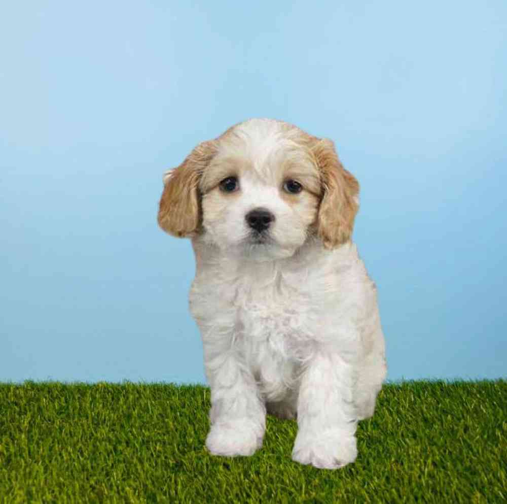 carousel pet images
