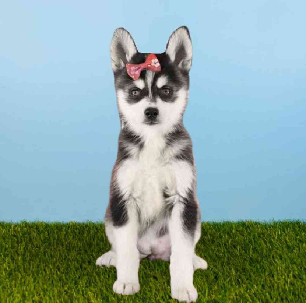 Female Alaskan Klee Kai Puppy for sale