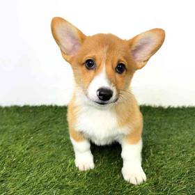 Pembroke Welsh Corgi