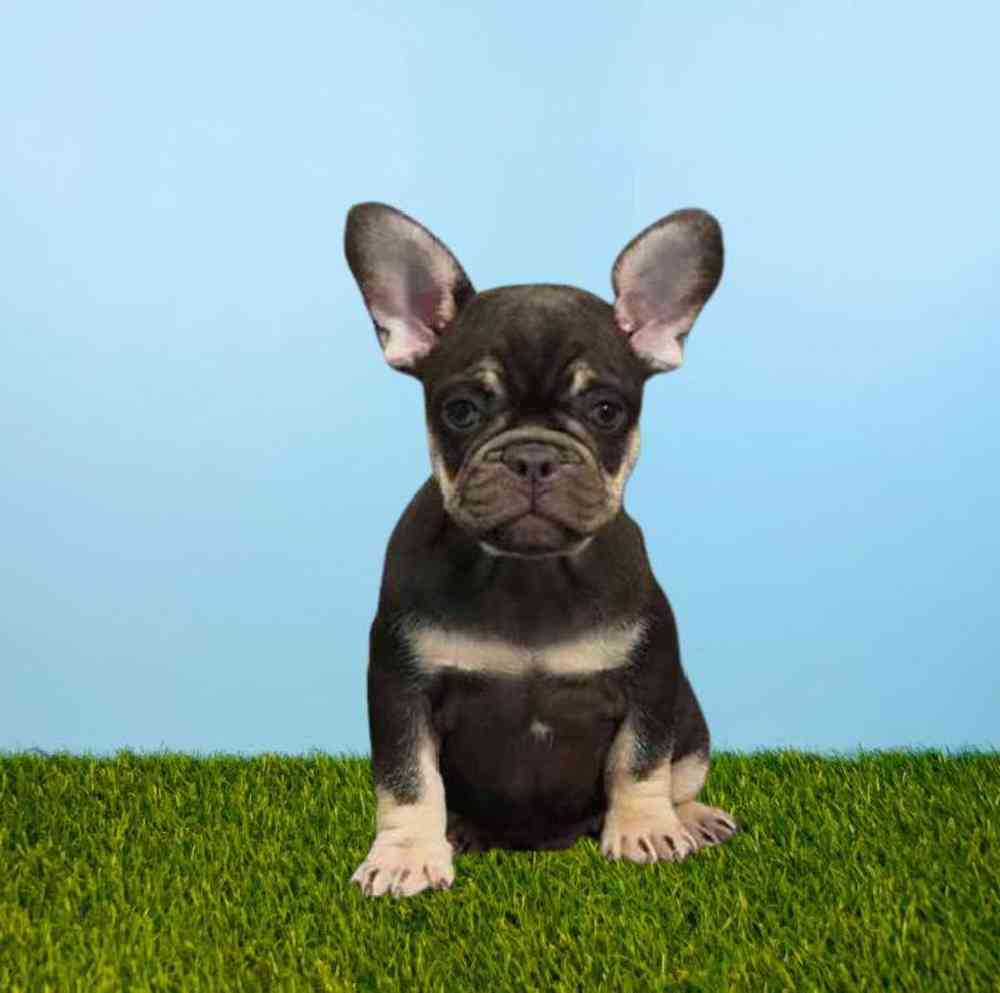 French Bulldog
