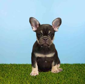 French Bulldog