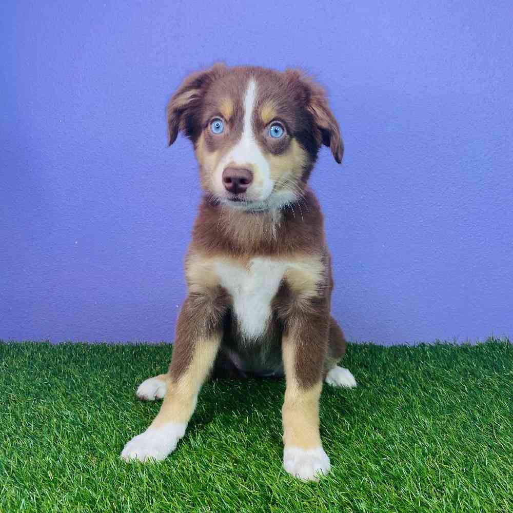 Female Mini Aussie Puppy for sale