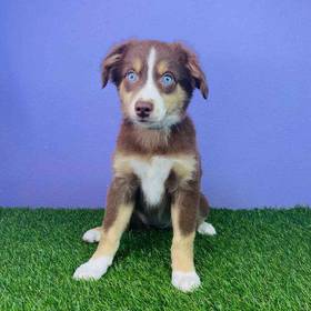 Mini Australian Shepherd