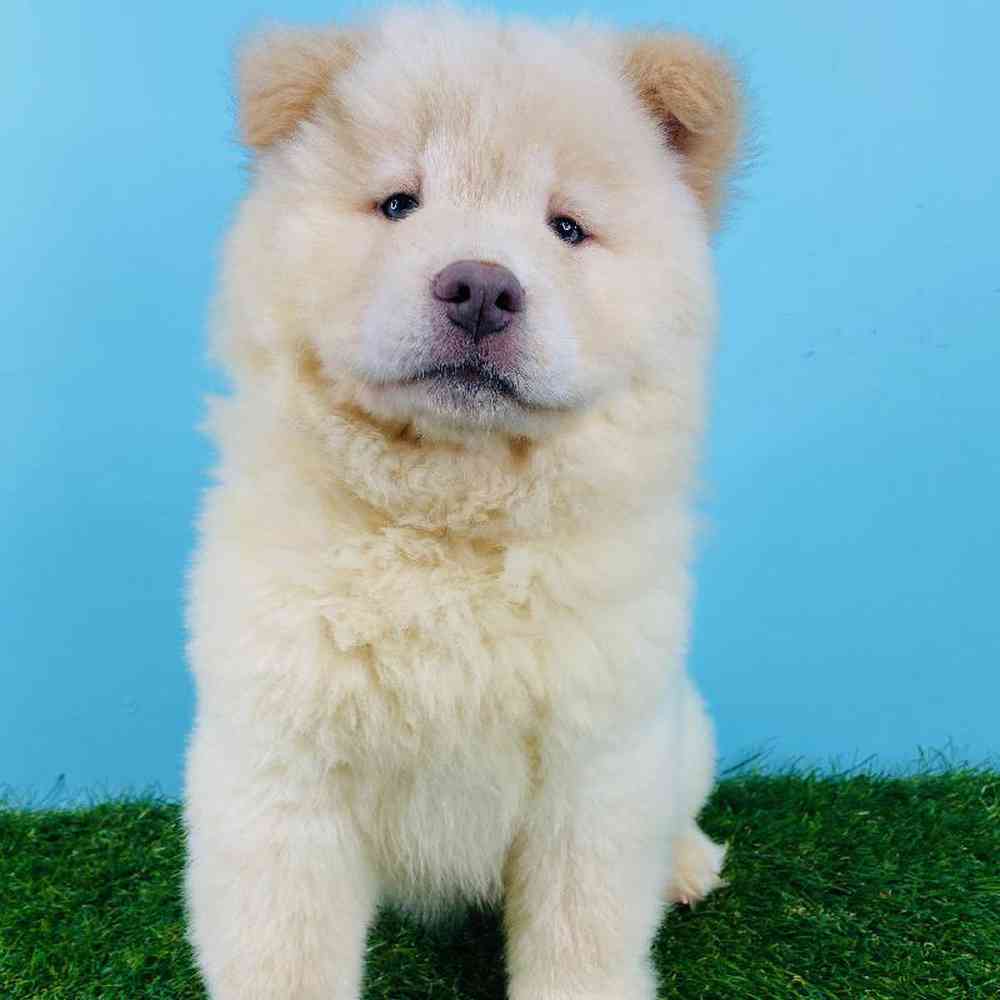 Female Chow Chow Puppy for sale